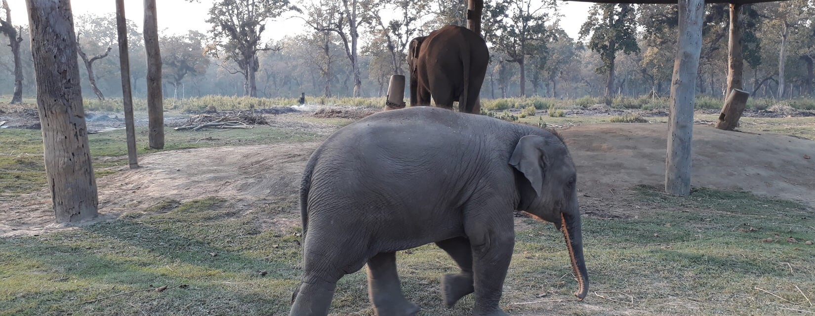 Elephant- Chitwan - Jungle Safari